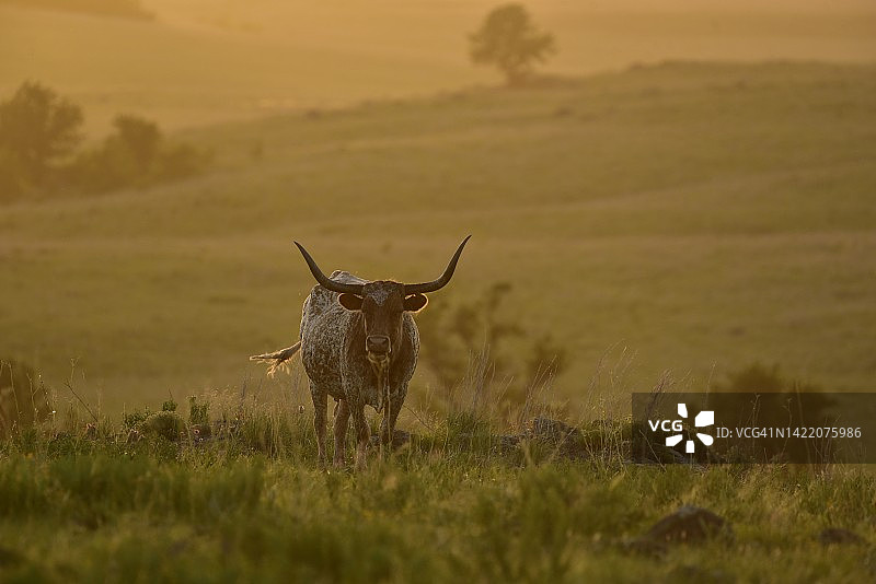 得克萨斯长角母牛图片素材