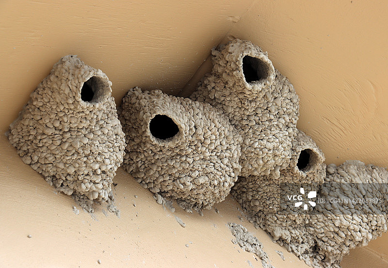 恶地国家公园售货亭天花板上的鸟巢图片素材