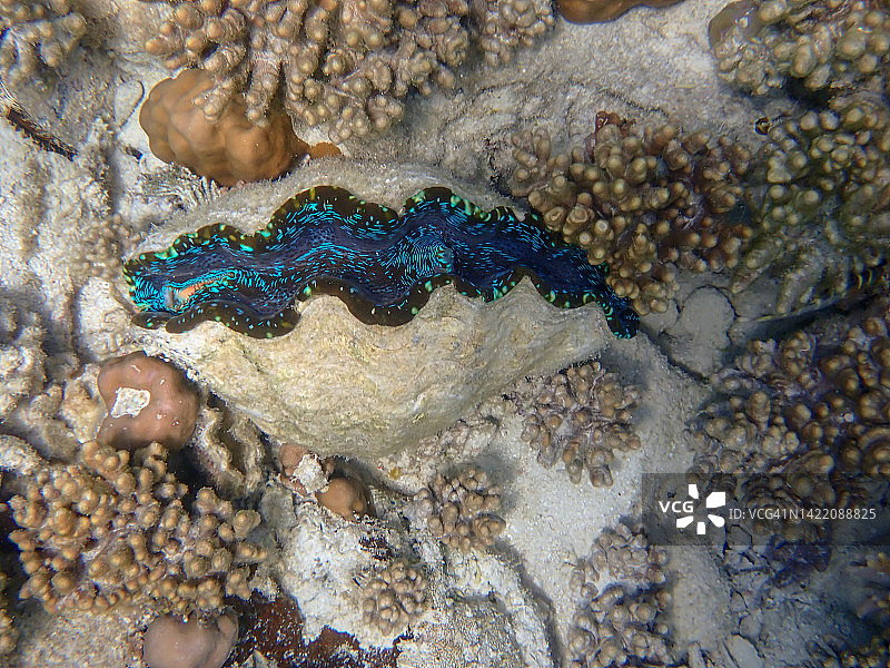 大堡礁的迷幻唇蛤蜊图片素材