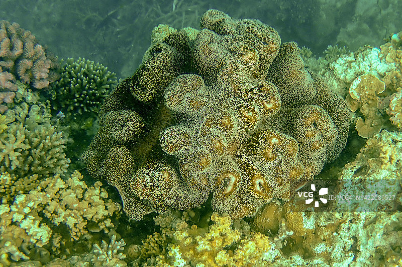 珊瑚虫进食，大堡礁图片素材
