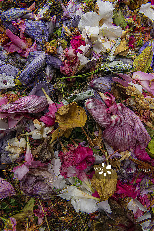 凋零的花朵图片素材