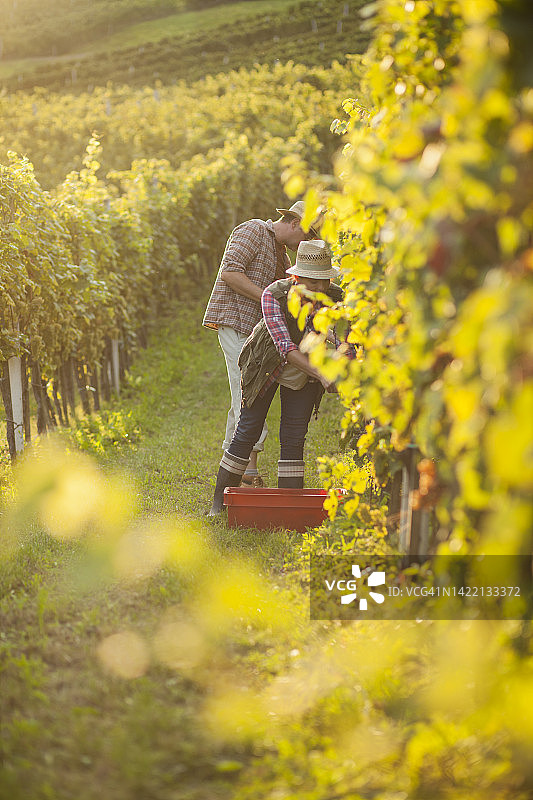 秋日傍晚采摘葡萄图片素材