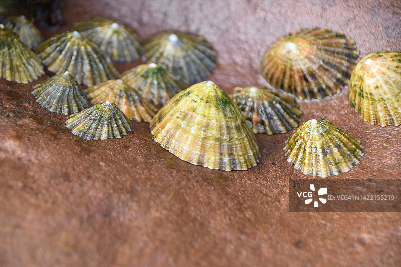 海边的软体动物图片素材