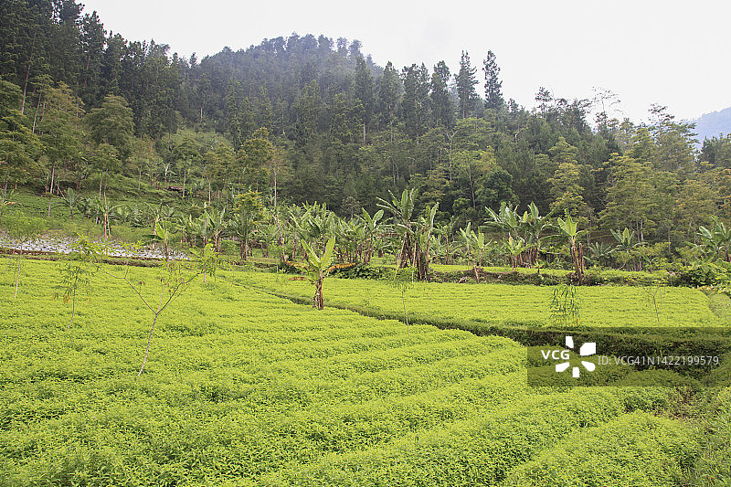 耕地景观图片素材