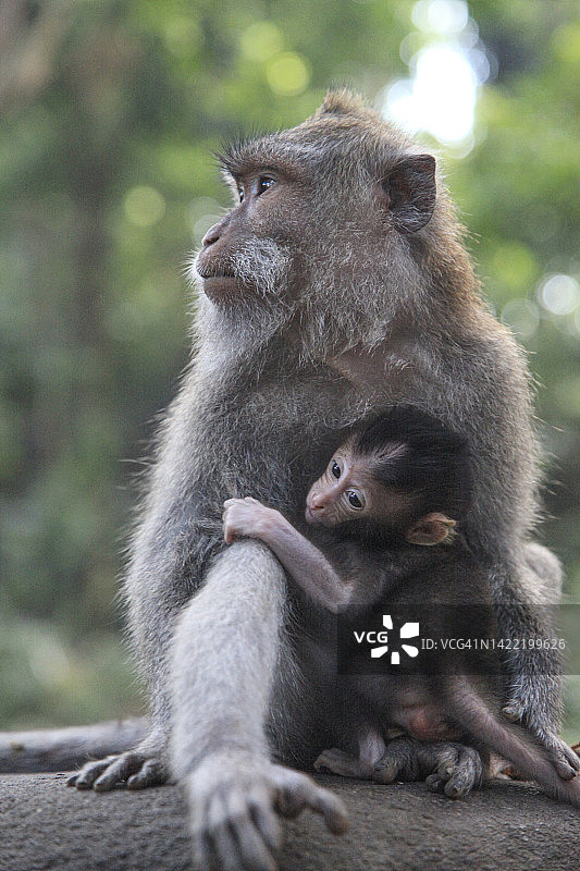 巴厘岛长尾猕猴图片素材