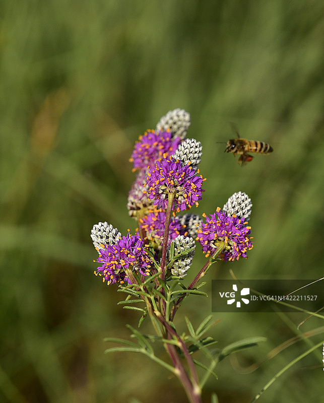 紫色草原三叶草图片素材