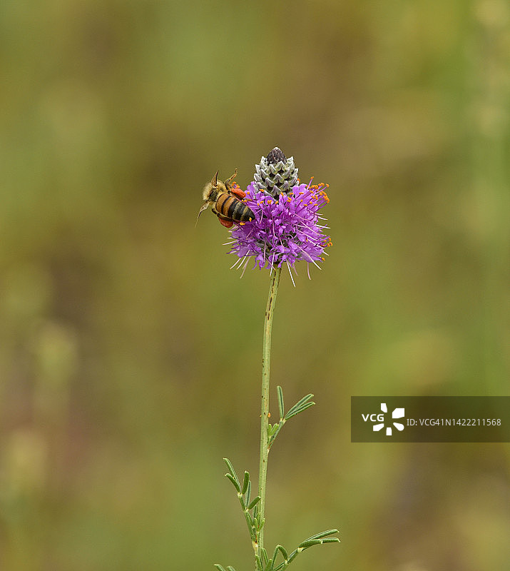 蜜蜂与紫色花朵图片素材