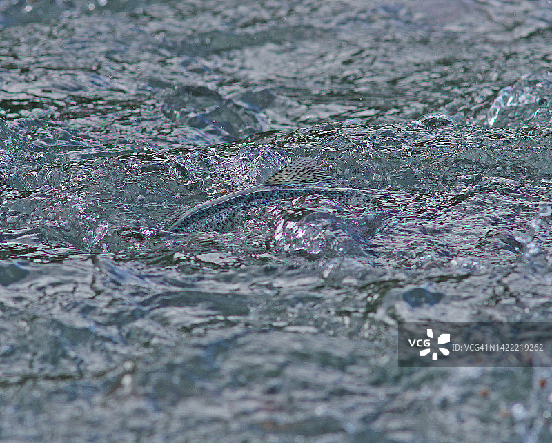 虹鳟鱼图片素材