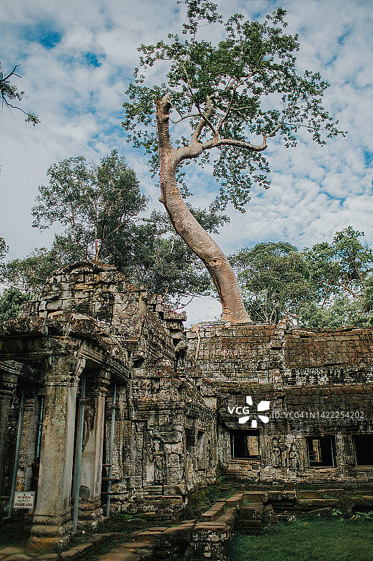 吴哥窟的树木和寺庙图片素材