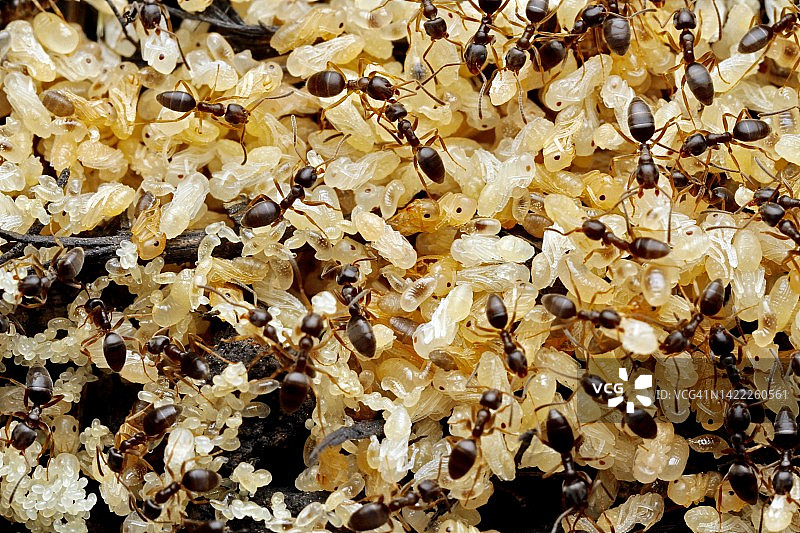 忙碌的蚂蚁图片素材