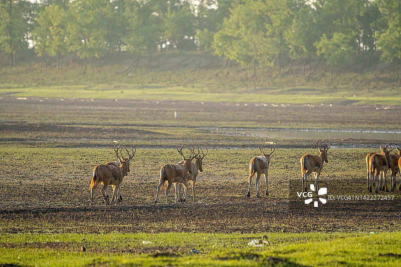 麋鹿的背部图片素材