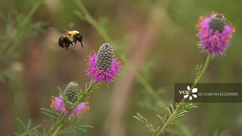 熊蜂与紫色草原三叶草图片素材