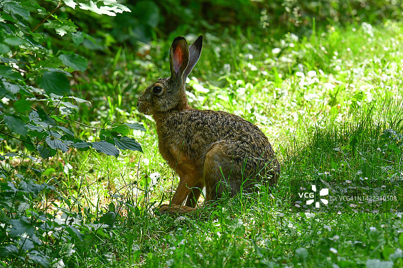 欧洲野兔，也称棕兔图片素材