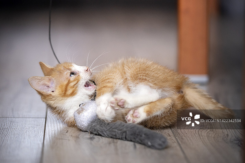 顽皮的小猫图片素材