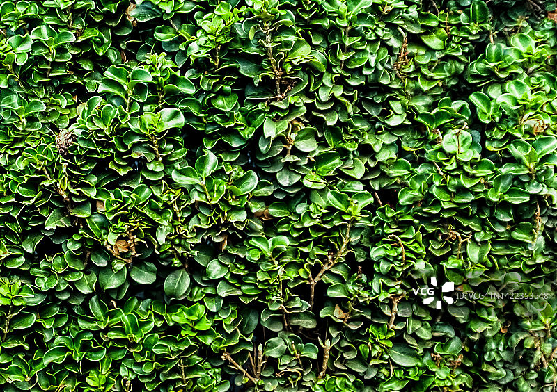 槲寄生榕树或橡胶树篱笆图片素材