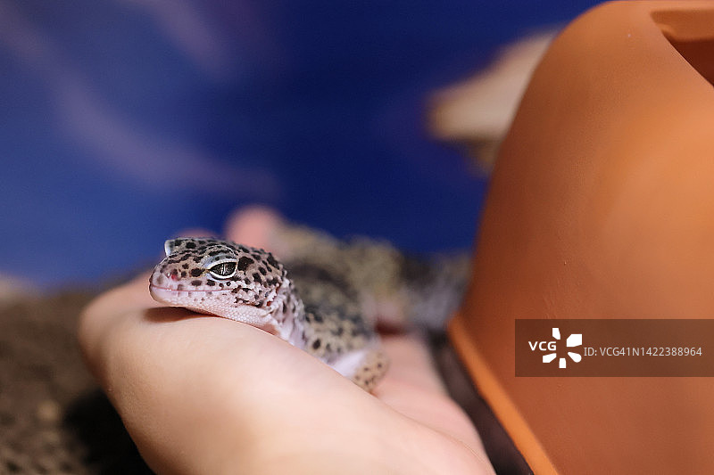可爱的豹纹守宫躺在宠物主人手上放松，面带微笑图片素材