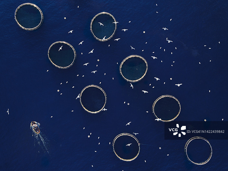 海鸥环绕的圆形养鱼场航拍图片素材