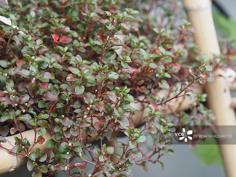 红色和绿色豆瓣菜图片素材