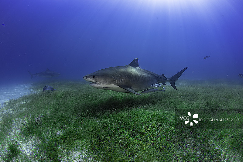 一条怀孕的雌虎鲨游过绿色海草图片素材