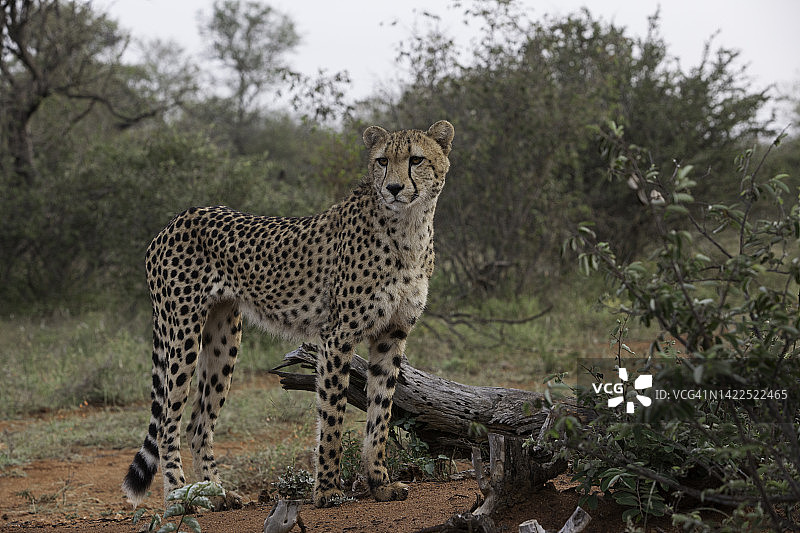 雄性猎豹侧身站立，看向镜头图片素材