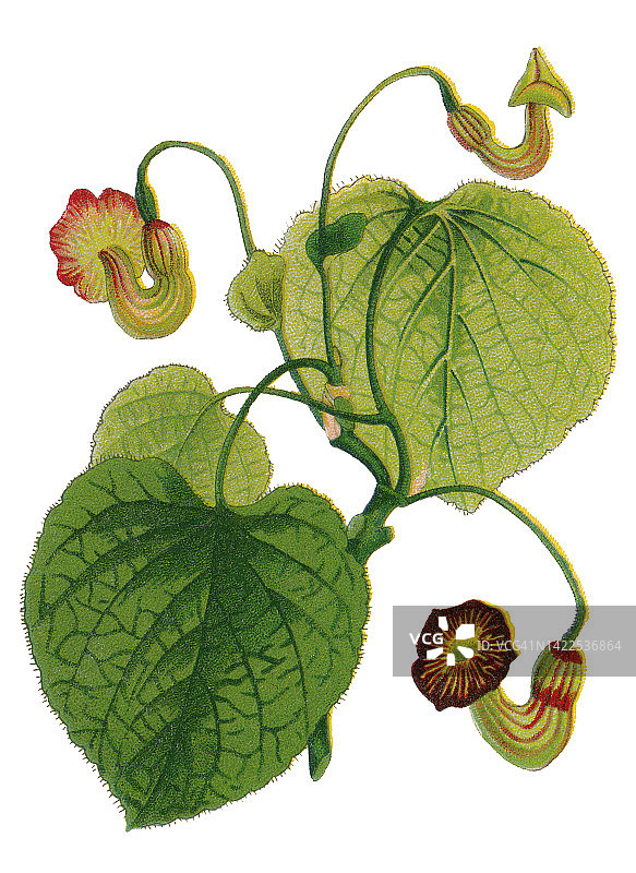 古老的植物彩色石印插图：烟斗马兜铃图片素材