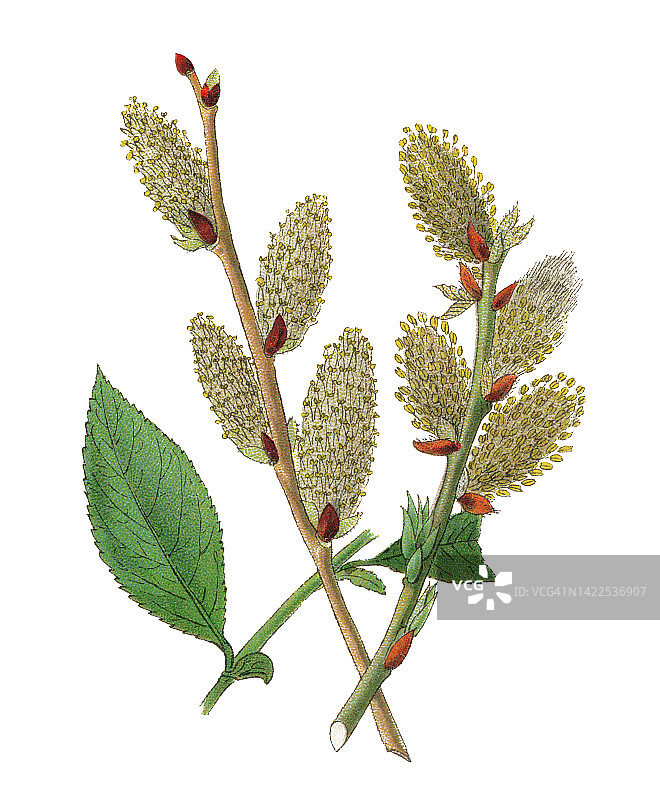 古老的山羊柳植物学图图片素材