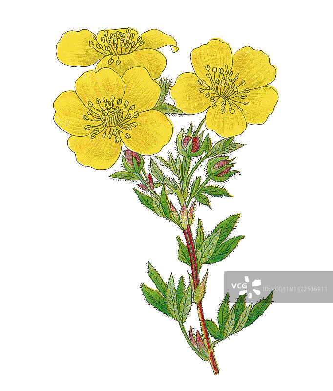 金露梅植物老式彩色石印插图图片素材