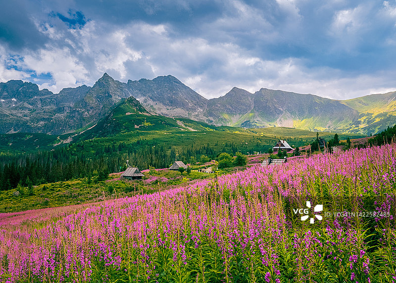 塔特拉山哈拉加谢尼科瓦的阳光明媚夏日图片素材