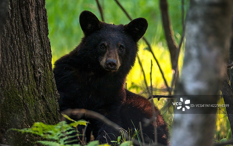 树林里的熊图片素材