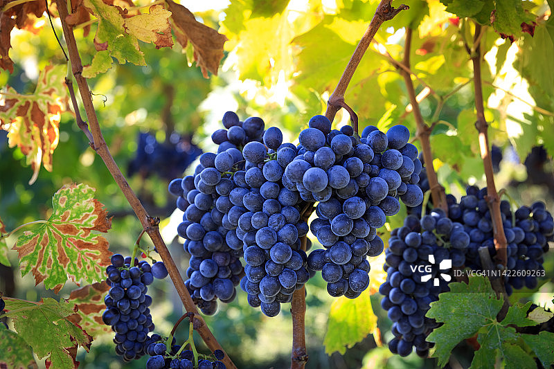 托斯卡纳收获前葡萄园里的黑色葡萄串图片素材