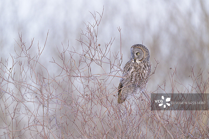 红瑞木沼泽中的灰林鸮图片素材