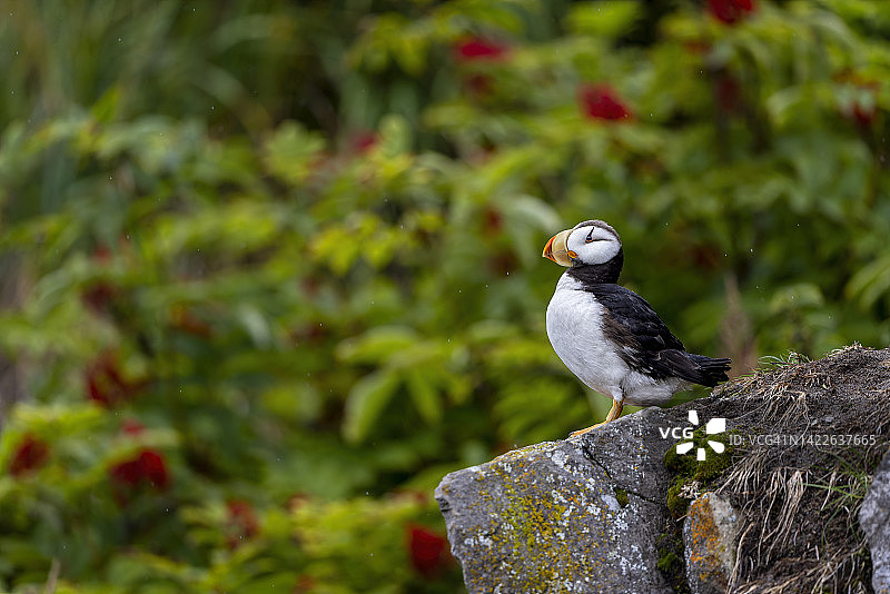 阿拉斯加海鹦肖像图片素材