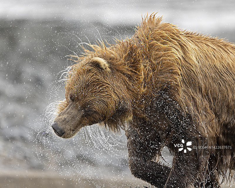 熊奶昔图片素材