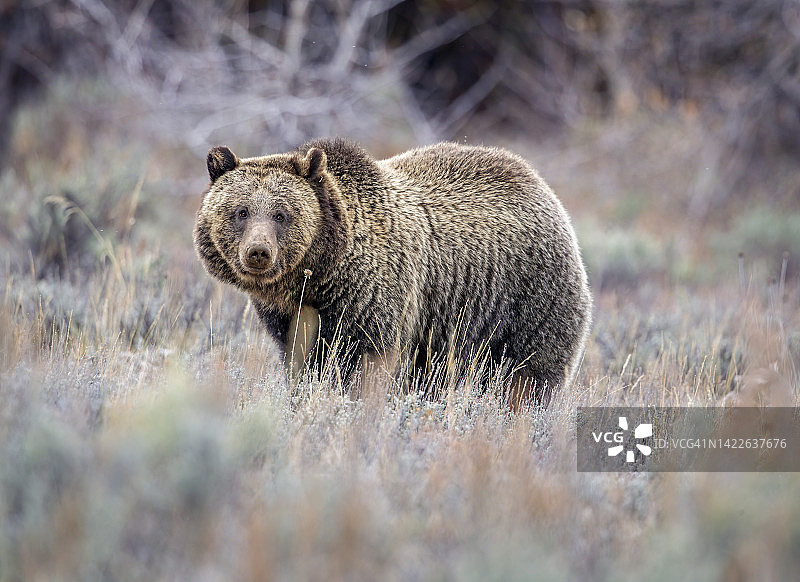 熊的凝视图片素材