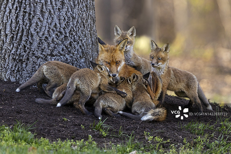 忙碌的妈妈图片素材