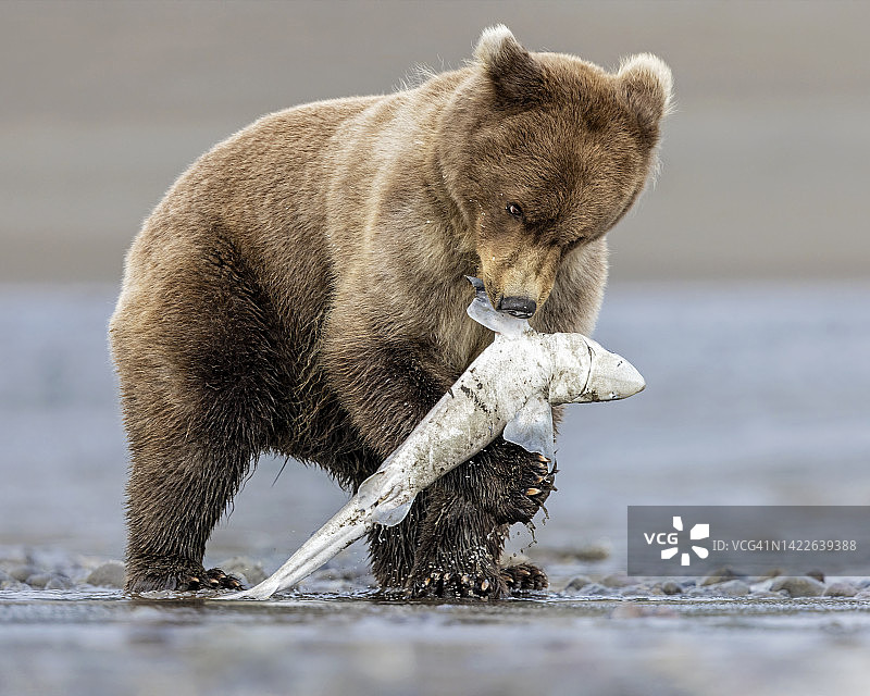 陆地掠食者与海洋掠食者图片素材
