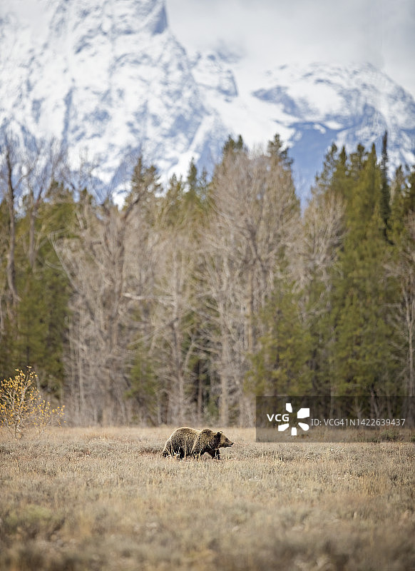 草地漫步图片素材