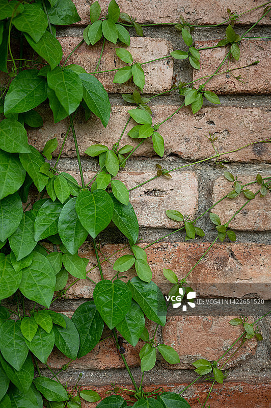 生长在砖墙上的绿色常春藤攀援植物图片素材