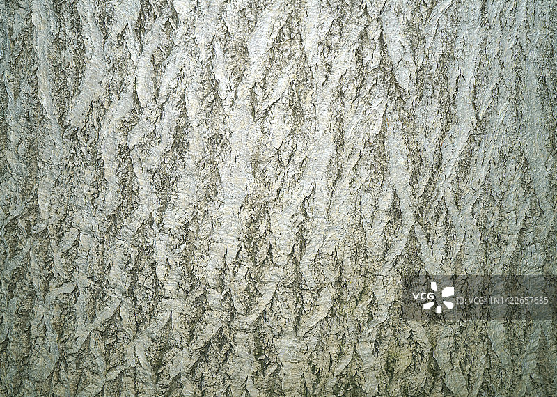 干燥的木材纹理-  Beaucarnea recurvata图片素材