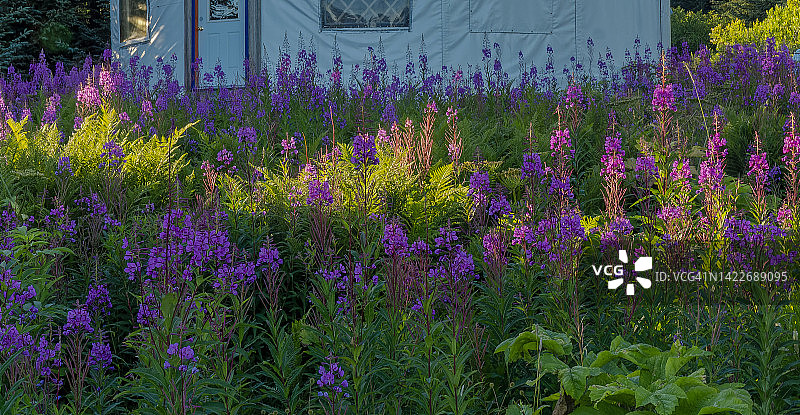 荷马花园图片素材