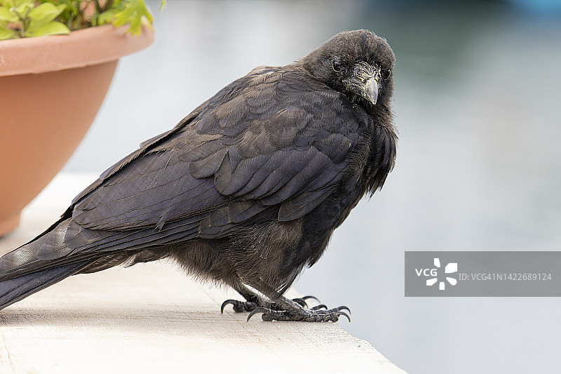 乌鸦 - 塞尔多维亚 003图片素材