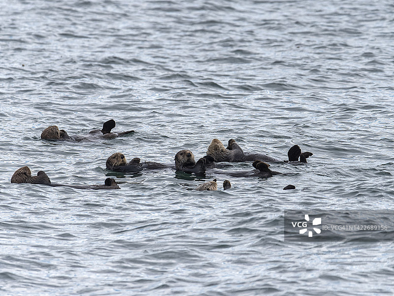 卡切马克湾的水獭图片素材