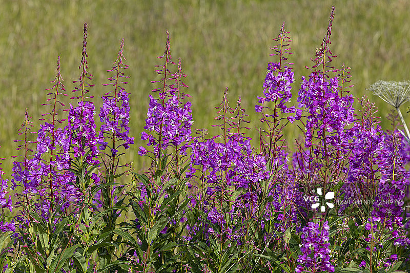 2022年8月3日 阿拉斯加盛夏柳兰图片素材