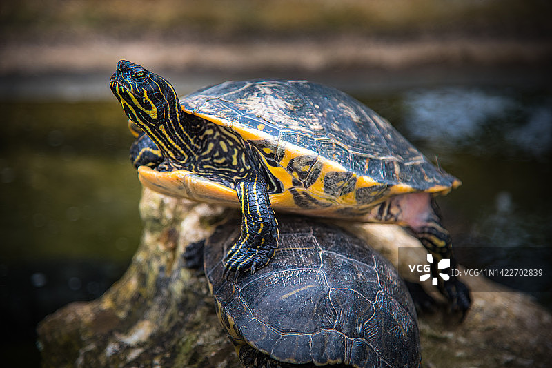 彩绘乌龟图片素材
