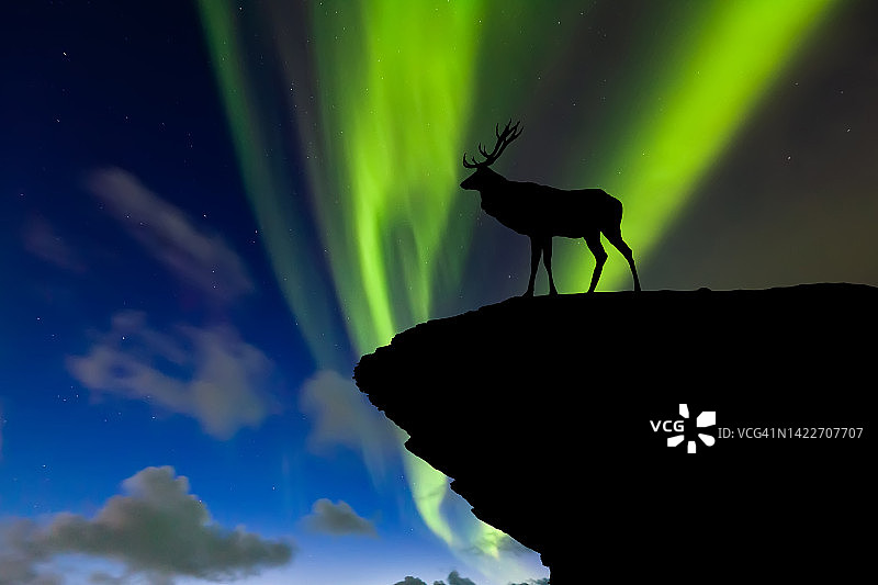 悬崖上的野生驯鹿与北极光背景图片素材