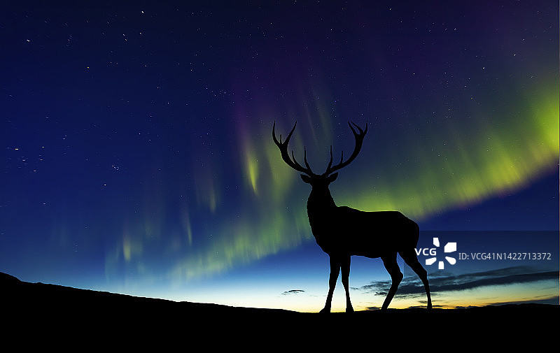 悬崖上的野生驯鹿与北极光背景图片素材