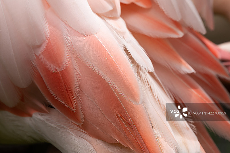 火烈鸟羽毛的细节特写图片素材