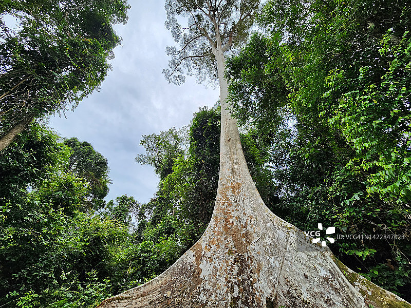 婆罗洲的巨树（柯氏大乔木）图片素材