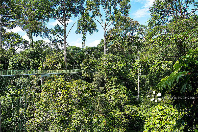 卡比利雨林探索中心吊桥图片素材