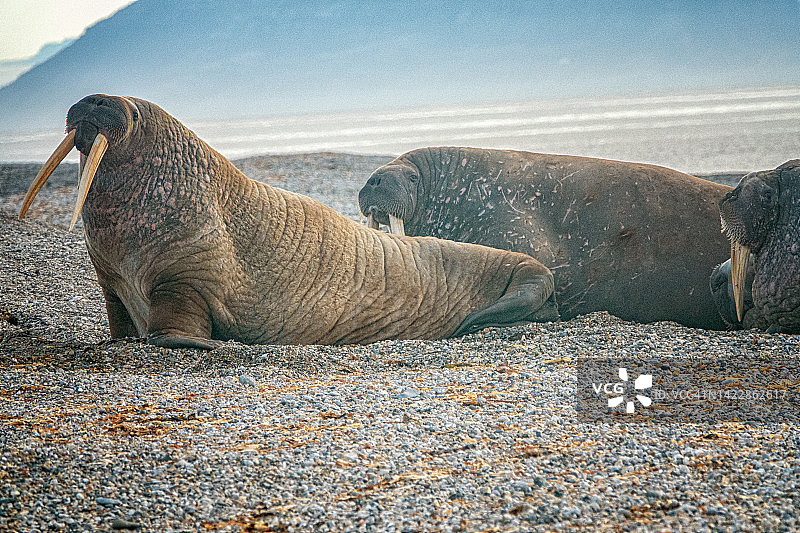 斯瓦尔巴特群岛海象图片素材